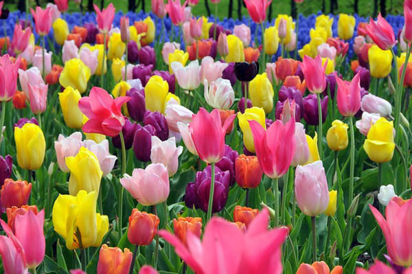 Image result for spring flowers images
